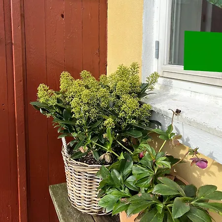 Live In Classic House In Skagen's Heart *